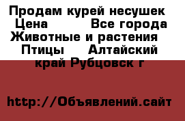 Продам курей несушек › Цена ­ 350 - Все города Животные и растения » Птицы   . Алтайский край,Рубцовск г.